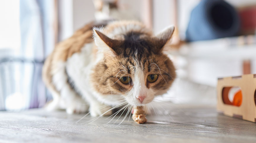 圖片 貓嘔吐10大原因| 拆解嘔吐物顏色| 處理方法及體檢建議