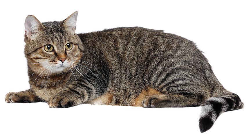 圖片 貓咪絕育後變胖?原因及預防方法| 貓結紮健康懶人包