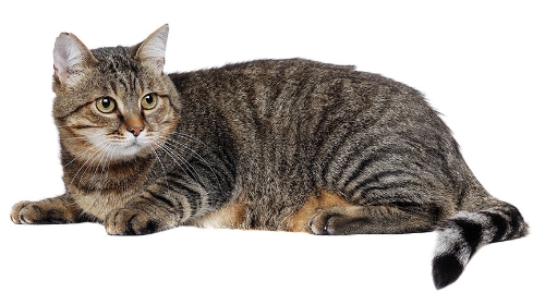 圖片 貓咪絕育後變胖?原因及預防方法| 貓結紮健康懶人包