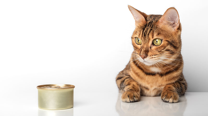 圖片 貓罐頭怎麼揀?主食罐 vs 副食罐| 罐罐選購及餵食貼士