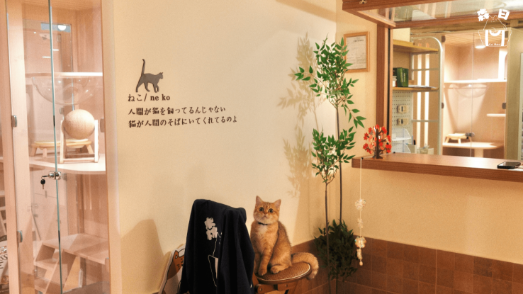 圖片 森日貓酒店 貓酒店服務 | 太子區