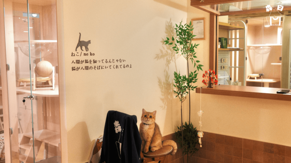 圖片 森日貓酒店 貓酒店服務 | 太子區