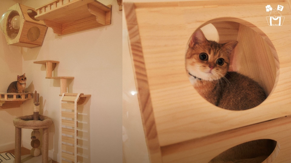 圖片 森日貓酒店 貓酒店服務 | 太子區