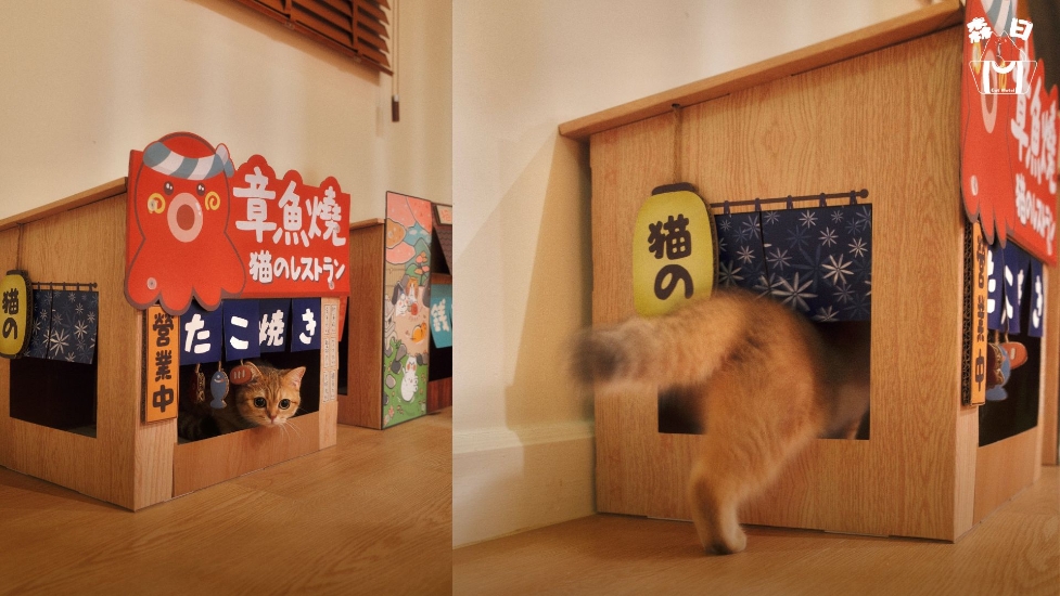 圖片 森日貓酒店 貓酒店服務 | 太子區