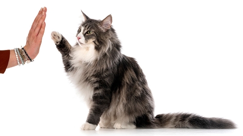 圖片 【優雅的大毛孩】挪威森林貓壽命、性格特點、健康問題與飼養FAQ