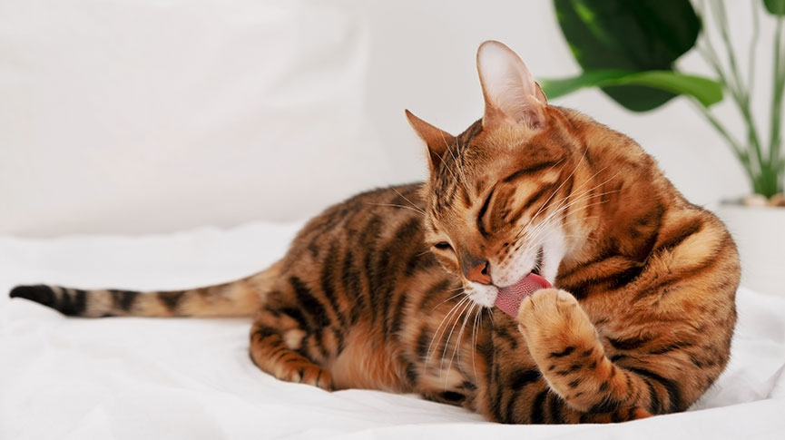 圖片 【活力十足的豹貓】壽命、性格特點、健康問題與飼養FAQ