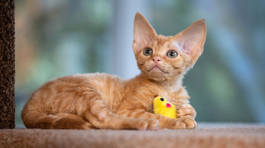 圖片 【捲毛大耳夠獨特】德文捲毛貓壽命、性格、健康與飼養懶人包