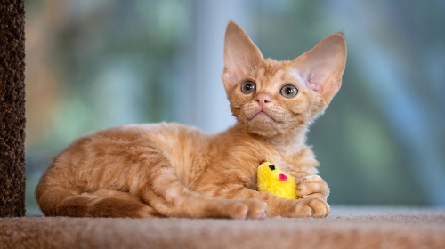 圖片 【捲毛大耳夠獨特】德文捲毛貓壽命、性格、健康與飼養懶人包