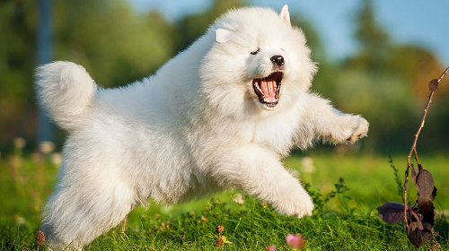 圖片 【雪橇三傻】狗狗界E人西摩犬| 性格特點| 健康問題 |飼養注意事項