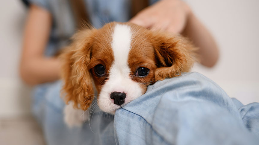 圖片 【狗遺傳病】哪些狗狗易有先天性疾病?症狀、診斷及照顧須知