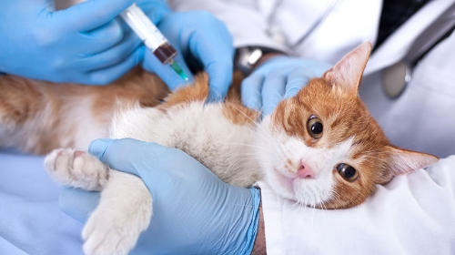Picture of Feline lymphoma and other common feline cancers | Causes, symptoms, diagnosis and treatment of feline cancer