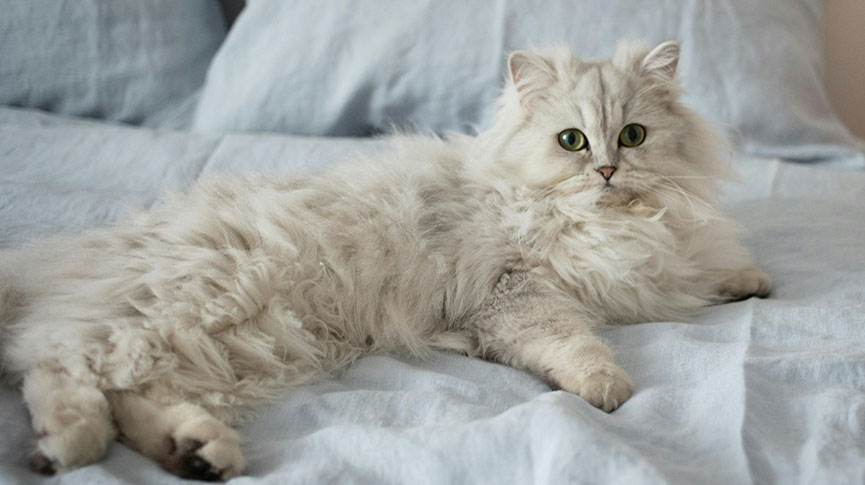 Picture of Are Persian cats easy to care for? Flat-faced cats often have breathing problems | Persian cat personality, disadvantages, and health issues