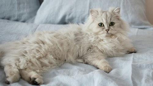 Picture of Are Persian cats easy to care for? Flat-faced cats often have breathing problems | Persian cat personality, disadvantages, and health issues