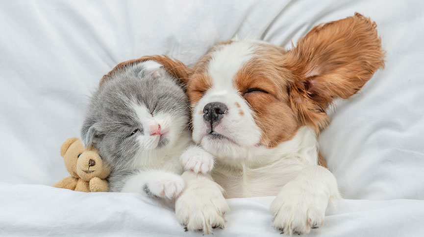 圖片 毛孩也會做夢嗎？拆解寵物睡眠週期與夢境之謎！