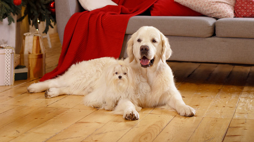 圖片 大型犬和小型犬同住可以嗎？空間規劃、安全及健康建議