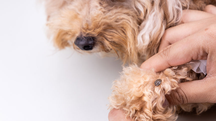 圖片 【寵物家居防蚤攻略】狗狗貓咪防跳蚤| 環境清潔全指南