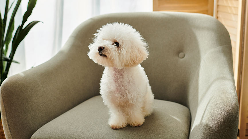 圖片 比熊犬智商高嗎？迷你比熊犬vs巨型比熊犬特徵| 飼養及健康貼士