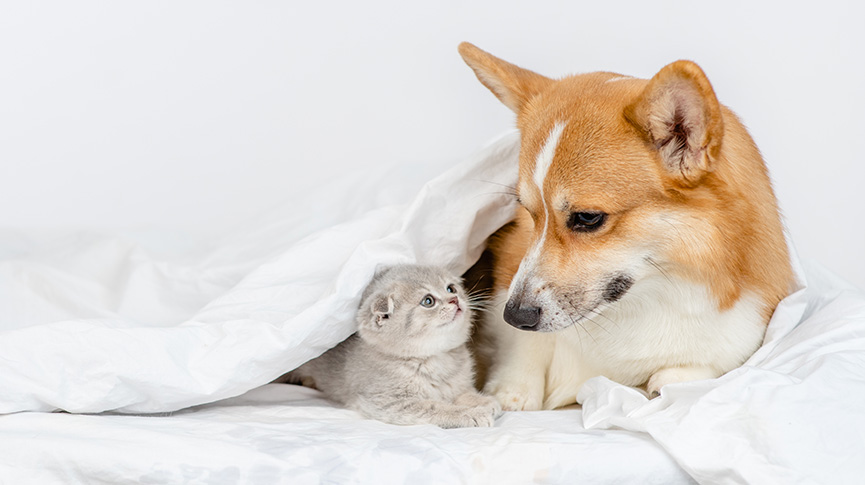 圖片 【冬季寵物照顧全攻略】狗狗貓咪保暖、飲食及健康貼士一覽