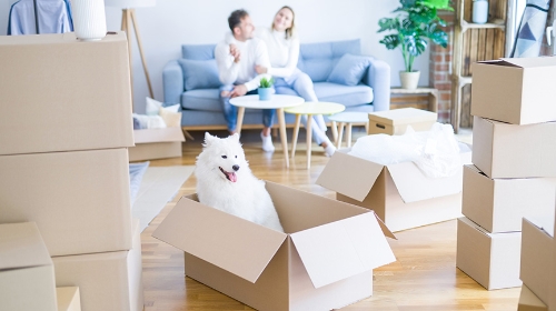 圖片 香港蝸居寵物攻略|空間規劃、品種選擇及收納貼士