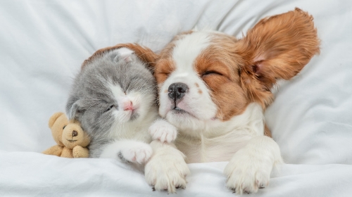 圖片 【新界寵物酒店推介】元朗/屯門/葵涌優質貓狗酒店、寄宿價錢及服務