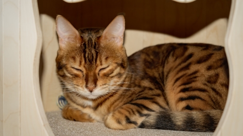 圖片 【九龍區貓酒店推介2026】6 間精選貓寄宿：服務特點、價錢及預約須知