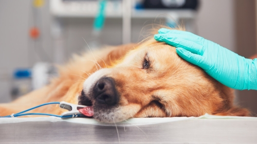 Picture of How long can a dog with cancer live? 5 common canine cancer symptoms | A complete guide to diagnosis and treatment