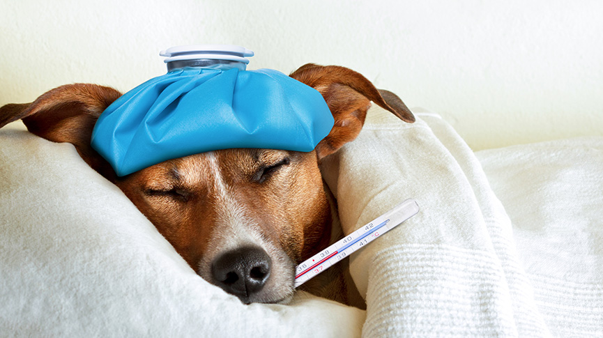 Picture of What to do if your dog catches a cold? 4 potential health risks you won't know without a checkup!
