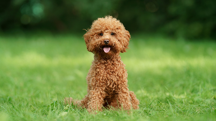 圖片 Poodle可愛又聰明！貴婦狗性格特點| 健康問題| 飼養注意事項