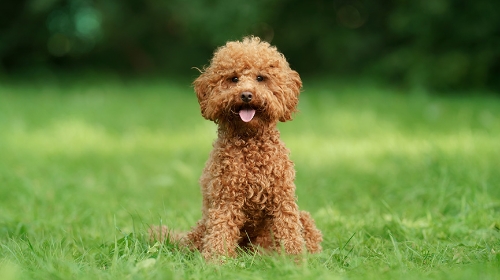 圖片 Poodle性格與健康問題| 玩具/迷你/標準貴婦犬差異及飼養貼士