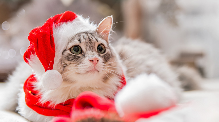 圖片 2025聖誕寵物好去處| 寵物市集推介| 毛孩出行小貼士(持續更新)