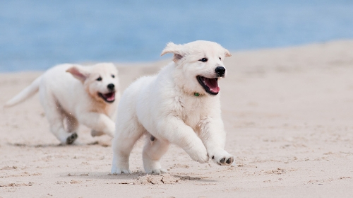 圖片 香港狗沙灘2026| 西貢、赤柱8大寵物沙灘| 狗狗游水安全貼士