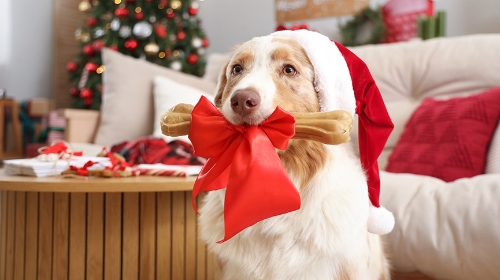 圖片 2025聖誕寵物派對｜香港5大寵物友善Party Room推介及收費詳解