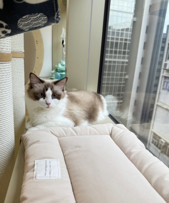 圖片 Lucky Cat Hotel 好運貓酒店 | 觀塘區