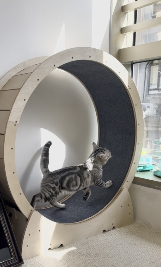 圖片 Lucky Cat Hotel 好運貓酒店 | 觀塘區