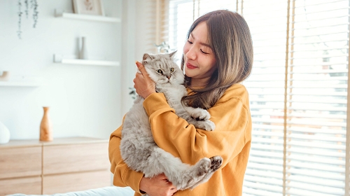 圖片 【貓品種大全】10大熱門貓種類特徵| 飼養重點與壽命比較
