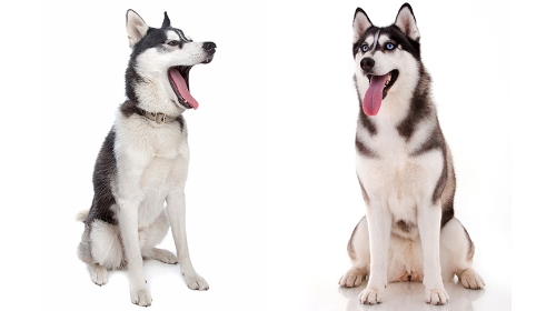 圖片 【雪橇三傻】哈士奇不只是meme狗!性格特點| 健康問題| 飼養注意事項