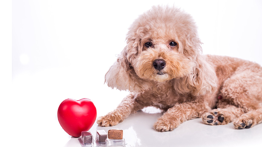 圖片 心絲蟲貓狗預防全攻略 | 心絲蟲症狀、心絲蟲藥比較及多久吃一次？