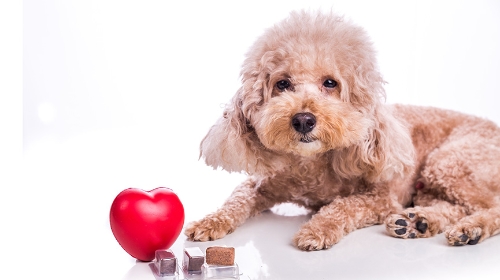 圖片 心絲蟲貓狗預防全攻略 | 心絲蟲症狀、心絲蟲藥比較及多久吃一次?