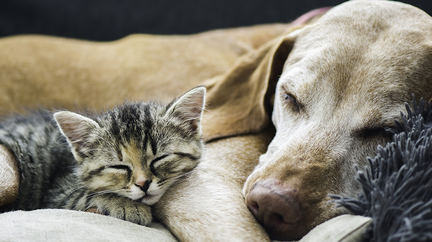 圖片 【高齡貓狗健康管理全攻略】老年症狀、照顧貼士與體檢建議一次看懂！