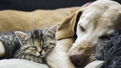 圖片 【高齡貓狗健康管理全攻略】老年症狀、照顧貼士與體檢建議一次看懂！