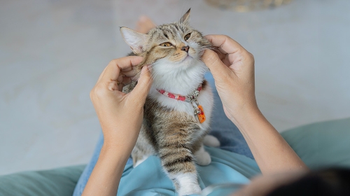 圖片 【新手養貓指南】11款必備貓用品|  6大新手養貓注意事項