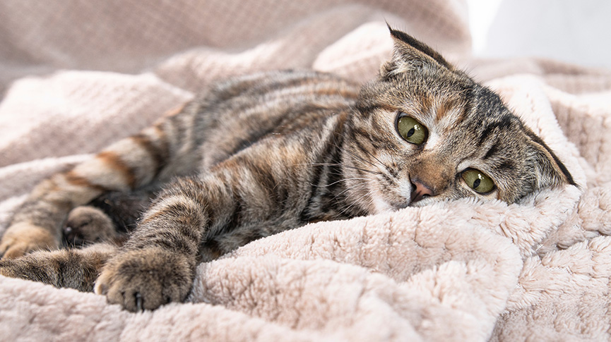 圖片 7歲以上貓咪高危!貓腎病原因及症狀| 貓腎衰竭有救嗎?