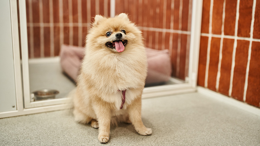 圖片 【養狗新手指南】10款必備狗用品| 幾時打瘋狗針| 新手養狗注意事項