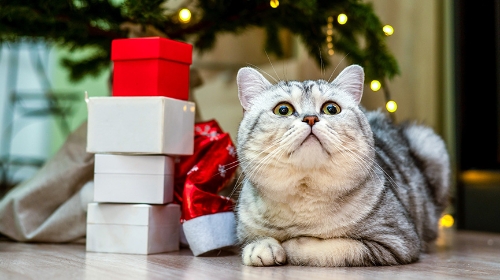 圖片 2025聖誕寵物禮物提案| 十大毛孩禮物推薦| 安全選購重點