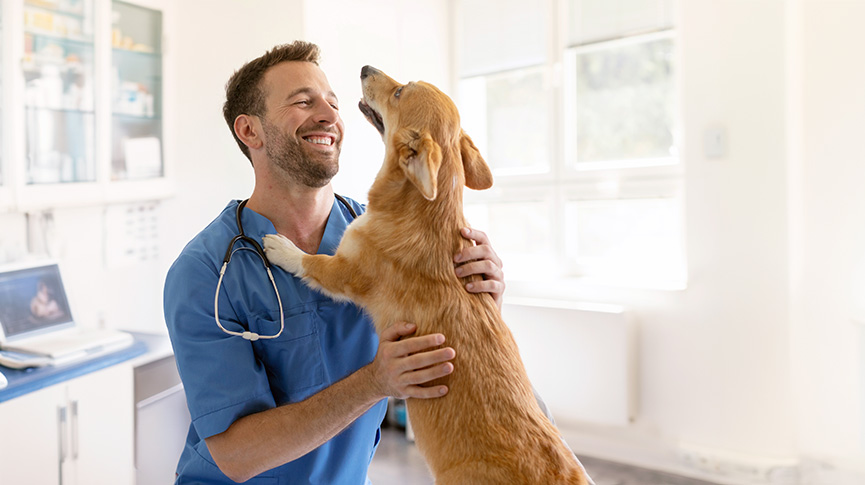 圖片 【毛孩復健全攻略】寵物術後居家照護、復健階段、營養補充及警示症狀