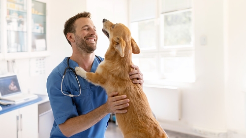 圖片 【毛孩復健全攻略】寵物術後居家照護、復健階段、營養補充及警示症狀