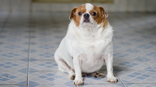 Picture of [The Hidden Dangers of Pet Obesity] A Comprehensive Guide to the Causes, Health Risks, and Weight Loss Recommendations for Dogs and Cats