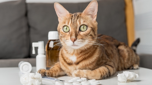 圖片 貓愛滋病會傳染嗎？貓免疫缺陷疾病症狀| 5類貓咪要做FIV測試