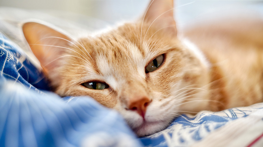 圖片 貓瘟潛伏期多久？死亡率9成？一文了解初期症狀及預防方法