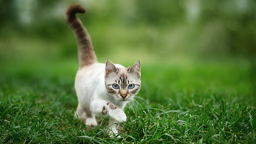 圖片 【守護貓貓靈活身影】關節炎成因、症狀與保健品推薦